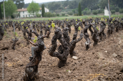 Vineyards of Cotes de Provence in spring, Bandol wine region, wine making in South of France