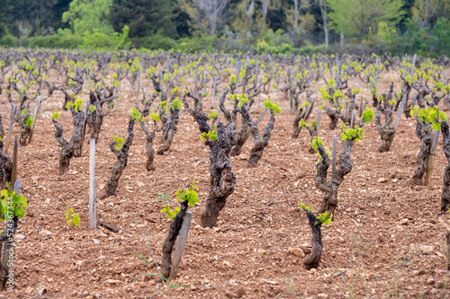 Vineyards of Cotes de Provence in spring, Bandol wine region, wine making in South of France photo