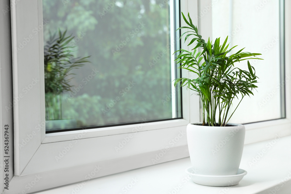 Chamaedorea palm in pot on windowsill indoors, space for text. House plant