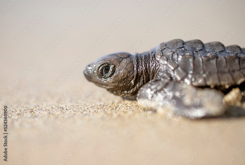 Obraz premium Tortuga bebe.