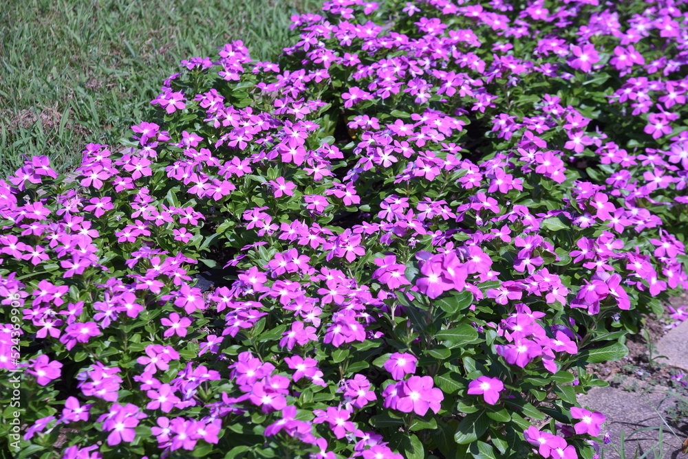 Madagascar periwinkle flowers. Apocynaceae annual plants. Blooms from May to November.