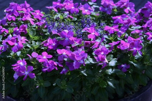 Madagascar periwinkle flowers. Apocynaceae annual plants. Blooms from May to November.