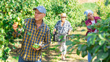 Man harvesting ripe pears on the farmer field