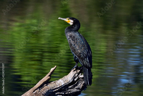 An Australian adult Great Cormorant -Phalacrocorax carbo- bird resting on an old log in a lagoon in soft afternoon light