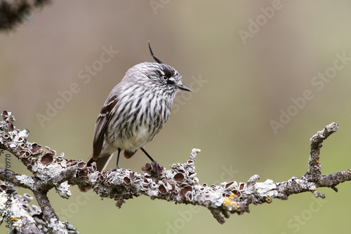  Small bird with forelock photo