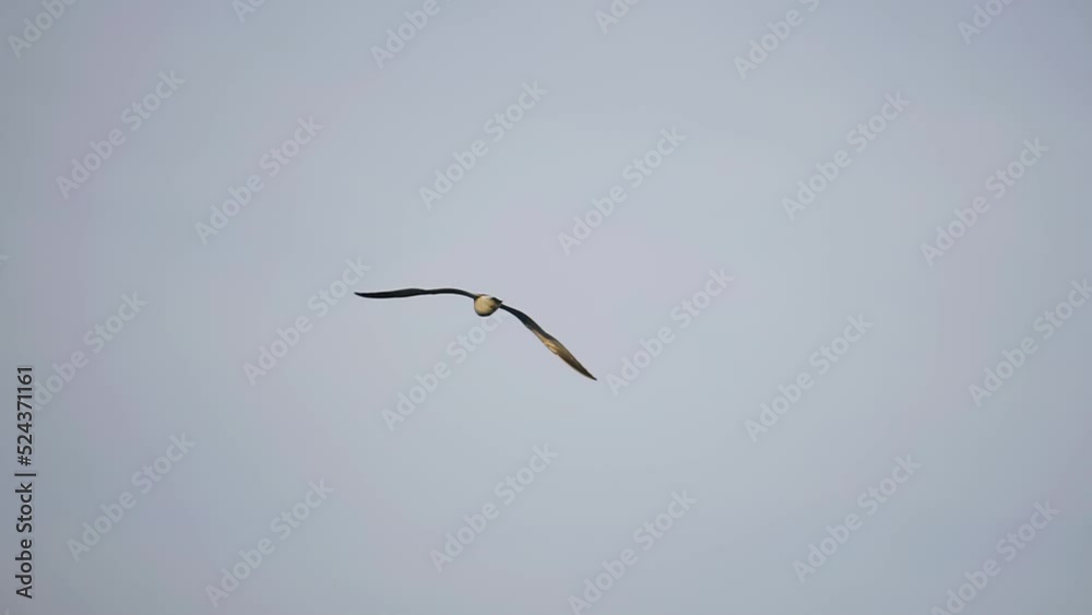A lonely bird flaps its wings and flies against the sky. Cool shots of birds in slow motion A lonely bird flaps its wings and flies against the sky. Cool shots of birds in slow motion