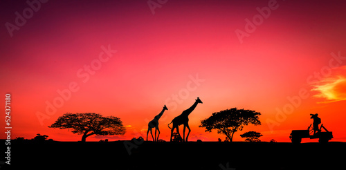 Traveler Man Silhouette on Jeep.Panorama africa with sunset. Amazing sunset and sunrise. Tree silhouetted against a setting sun. Safari theme. Giraffes , Lion , Rhino. Kenya safari.