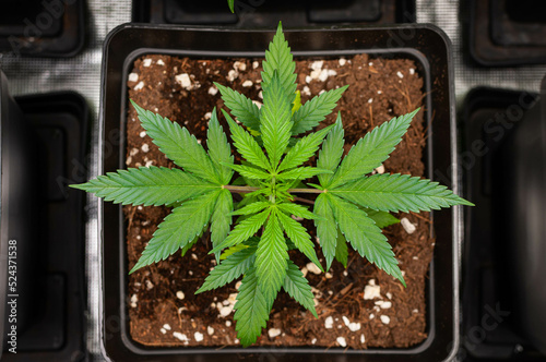 cannabis plants in vegetative stage