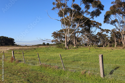 fence and eucalyptus trees in the field photo