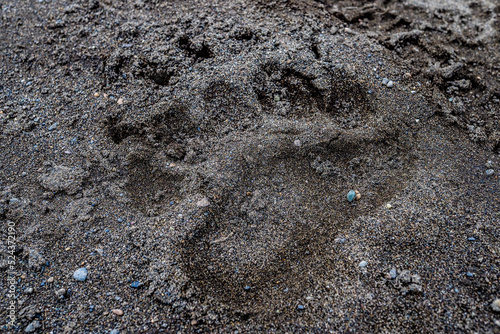 A detailed bear paw print in damp soil, showing sharp claw marks, indicating recent wildlife activity in a natural habitat.