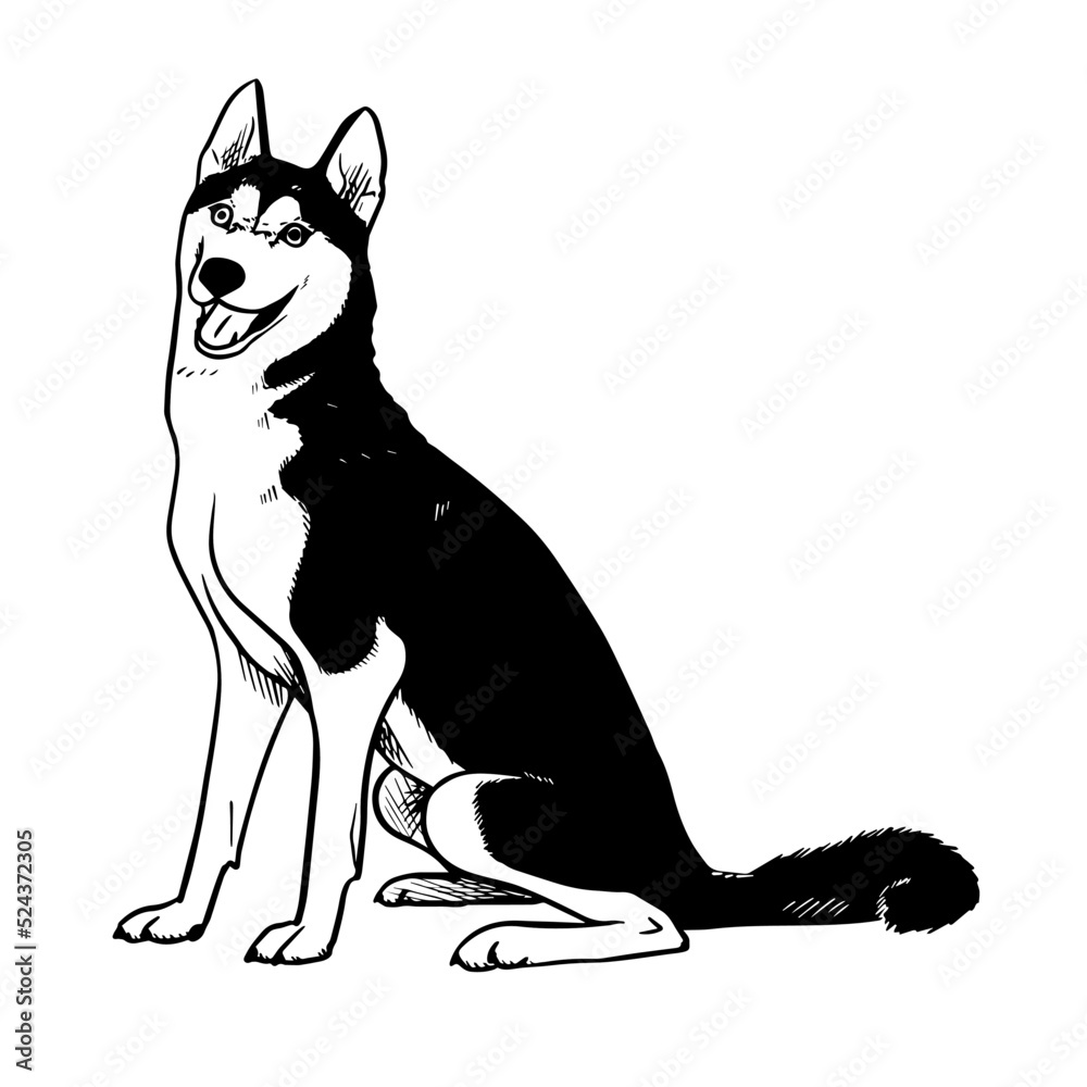 Siberian-Husky vector hand drawing illustration in black color isolated ...