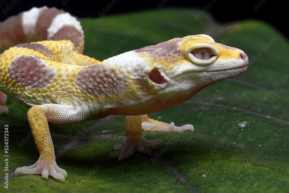 Obraz premium Close-up photo of a leopard gecko with unique eyes
