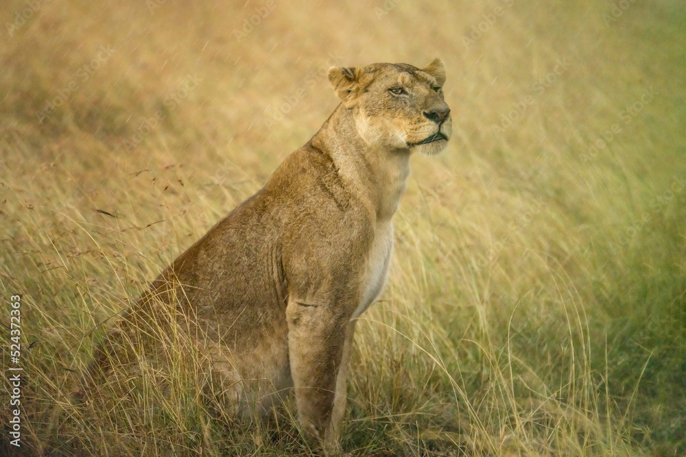 Fototapeta premium female lion walking in savanna grassland in Masai Mara