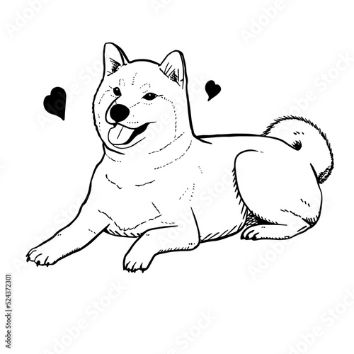 Shiba vector hand drawing illustration in black color isolated on white background