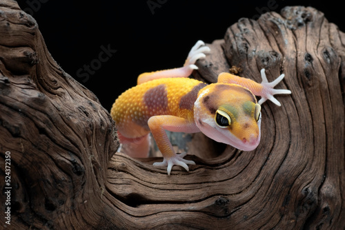 Fotografie Close-up photo of a leopard gecko with unique eyes
