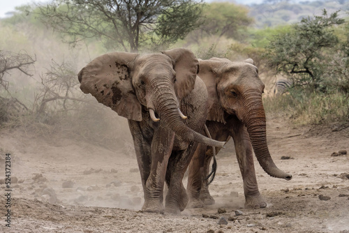 African elephants standing together at Amboseli national park Kenya photo