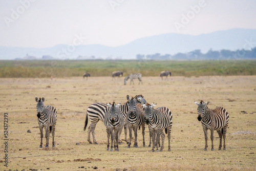 herd of zebra walking and eating grass in Savanna grassland at Masai Mara