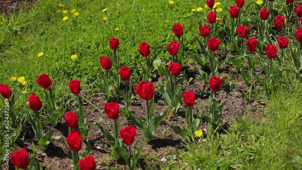 Bright red roses grow on the ground in the garden. Beautiful even rows of flowers Bright red roses grow on the ground in the garden. Beautiful even rows of flowers