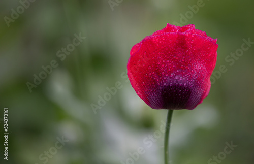 red poppy flower