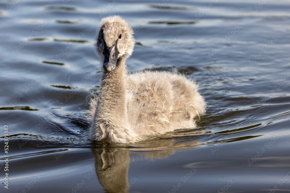 Black Swan Cygnet on lake