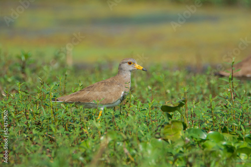 Grey Headed Lapwing in the grass