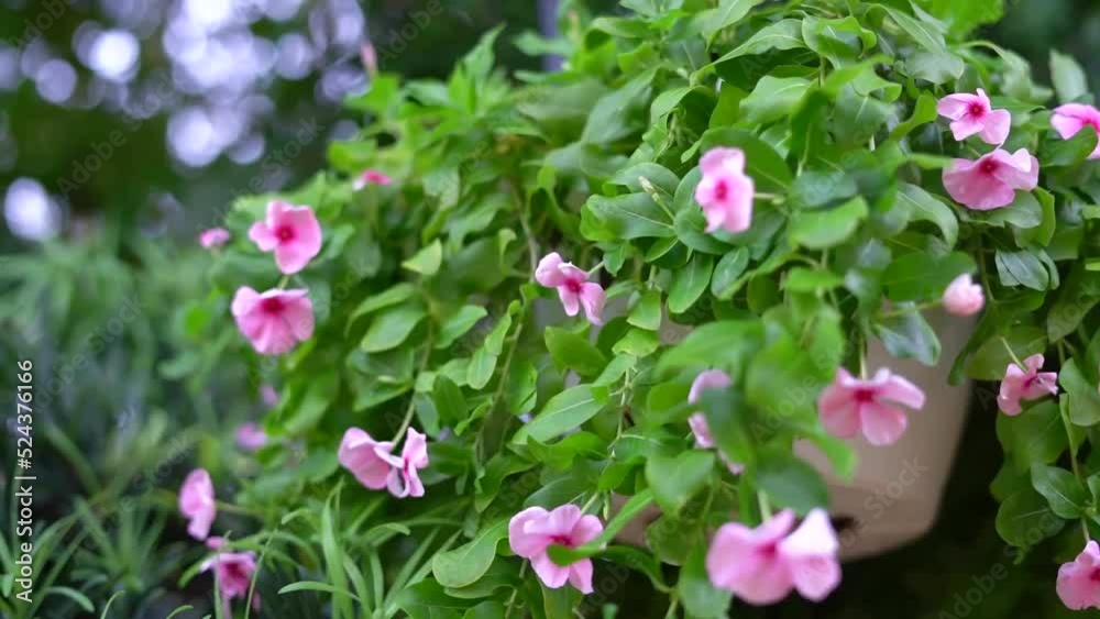 Pink Impatiens flowers swaying in the breeze in white hanging basket with bright color and lush green foliage Pink Impatiens flowers swaying in the breeze in white hanging basket with bright color and lush green foliage
