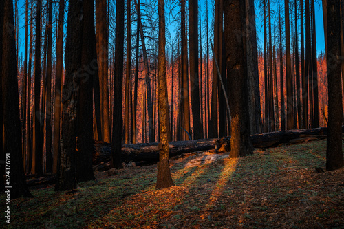 Fotografie Lassen National Forest one year after a wildland fire