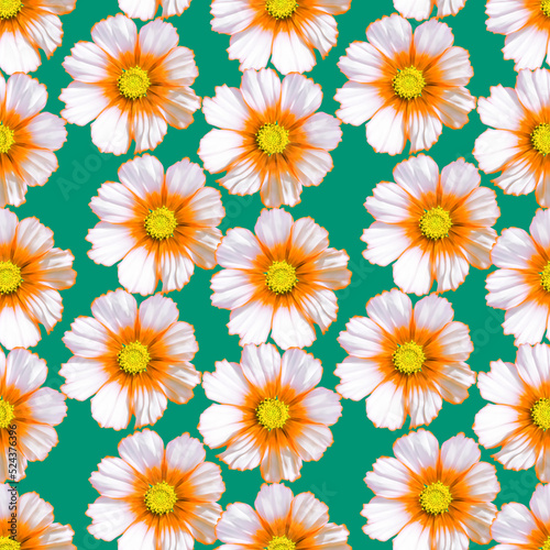 Cosmos  kosmeya. Illustration  texture of flowers. Seamless pattern for continuous replication. Floral background  photo collage for textile  cotton fabric. For wallpaper  covers  print.
