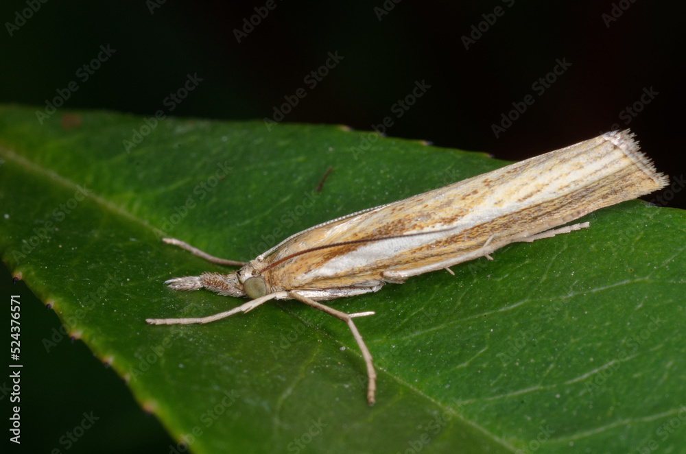Papillon du Crambus des tiges au repos sur une feuille (Agriphila tristella) Papillon du Crambus des tiges au repos sur une feuille (Agriphila tristella)