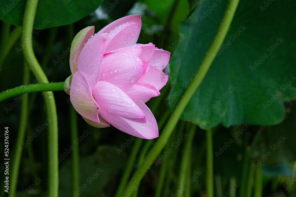 Obraz premium 蓮の大きくピンク色の綺麗な花