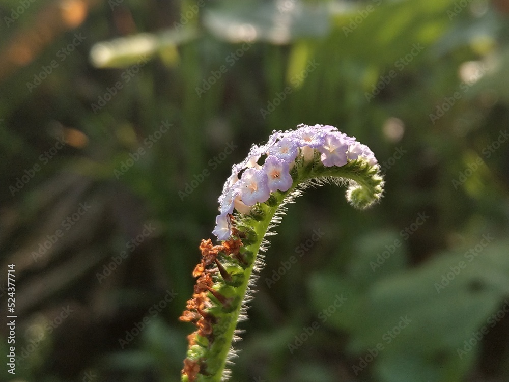 Wild flowers with purplish white Wild flowers with purplish white