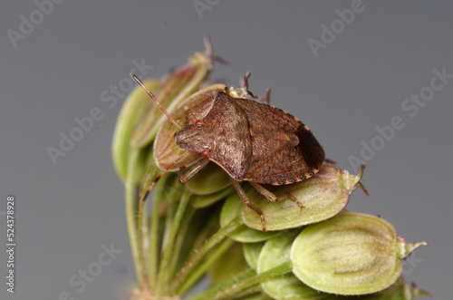 Une punaise brunâtre sur une inflorescence mûre de Berce (Peribalus strictus ssp. vernalis) photo