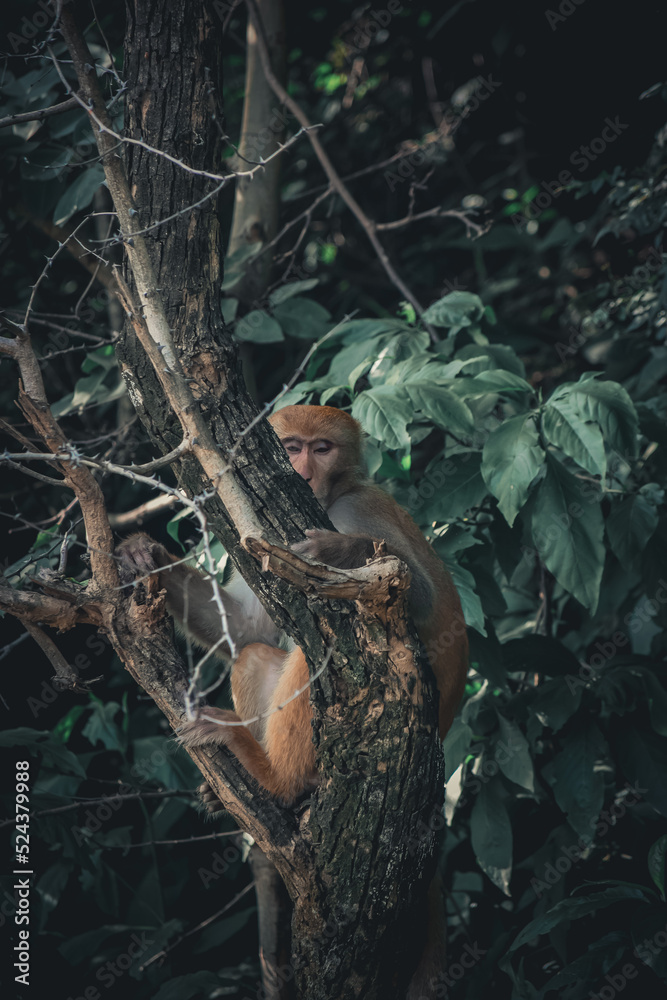 Monkey sitting in the forest tree Monkey sitting in the forest tree