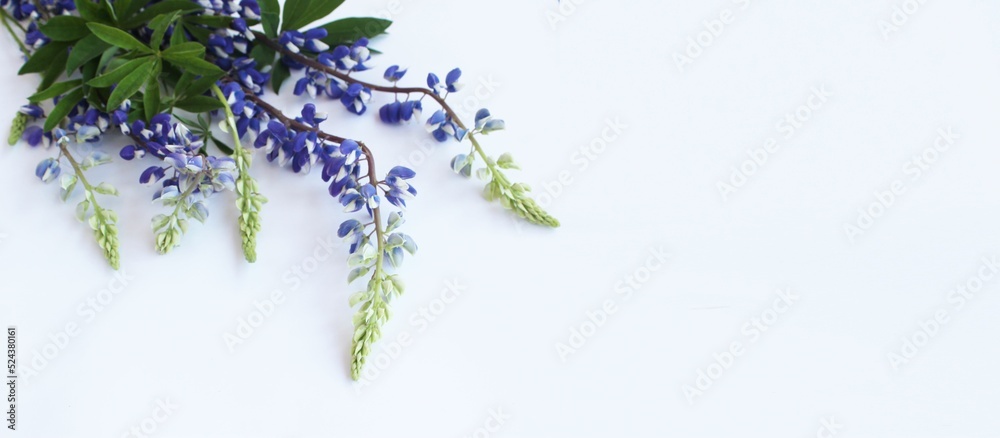 Blue lupines in a summer composition on a white background. Background for a greeting card.