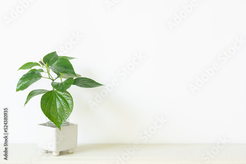 Fresh green Betel or Piper Betle in white pot isolated on white background.