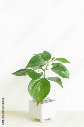 Fresh green Betel or Piper Betle in white pot isolated on white background. © Siwapot Narukietmont