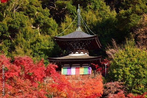 秋の京都・紅葉の醍醐寺