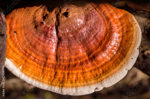 Ganoderma lucidum - Ling Zhi Mushroom