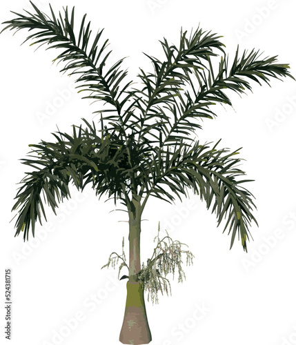 Front view of plant (Young Wodyeita Bifurcata Palm Tree 1) tree illustration vector © Emmanuel Vidal