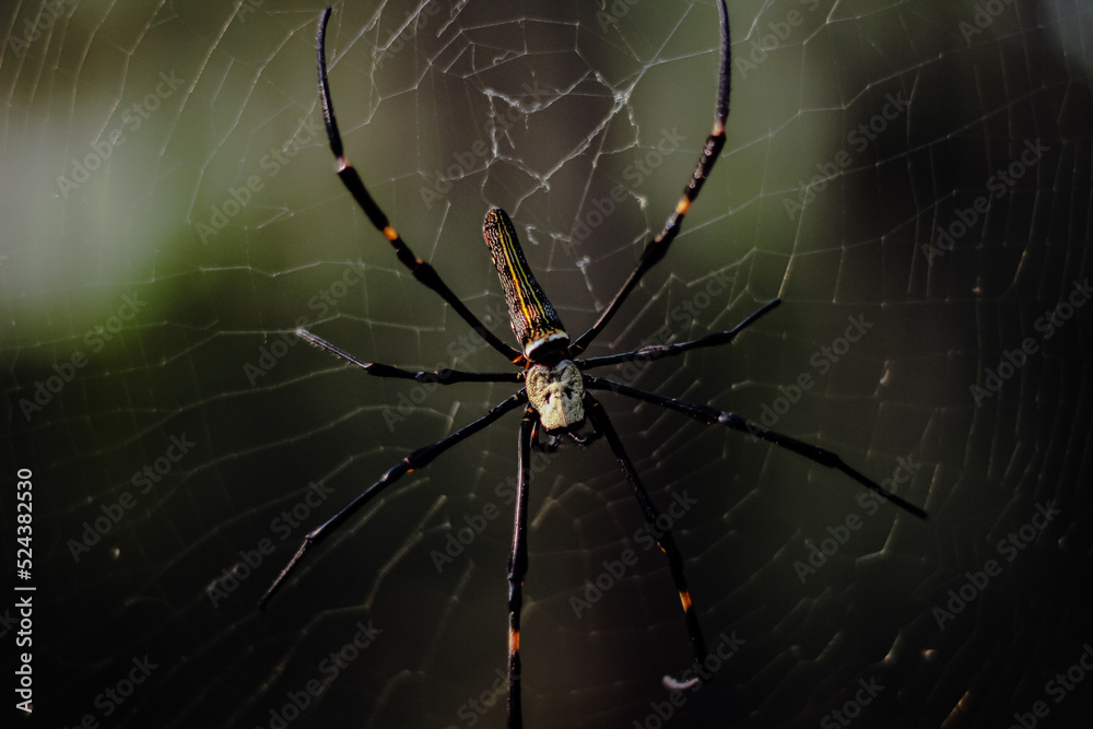 spider on the web in the forest during the day. Perfect for wallpaper spider on the web in the forest during the day. Perfect for wallpaper