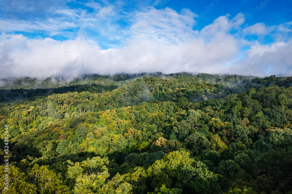Aerial view road through green forest Aerial view road through green forest