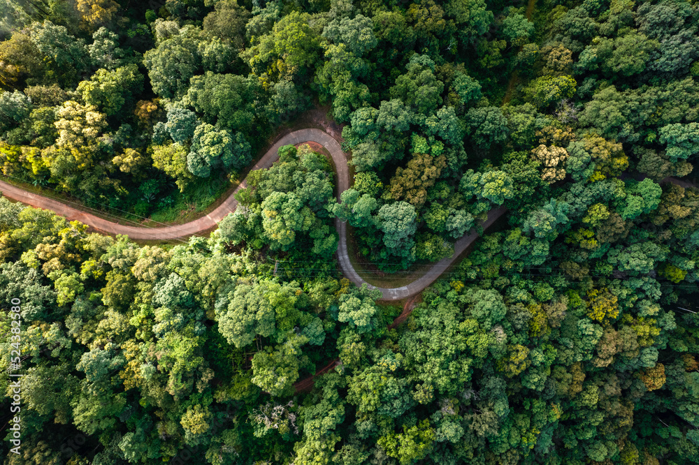 Aerial view road through green forest