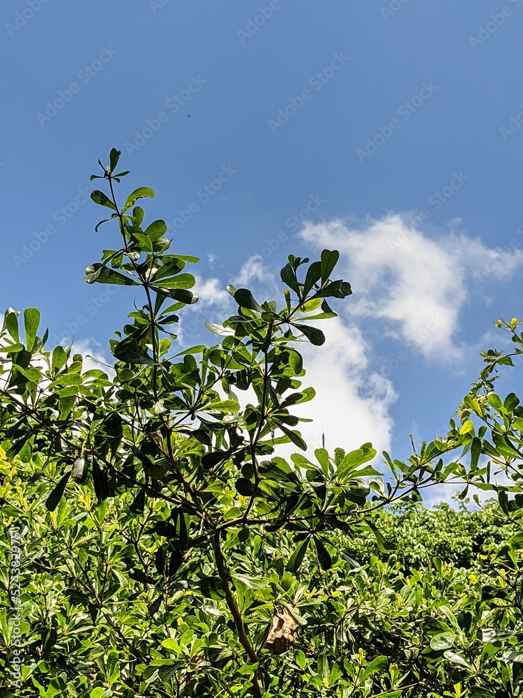 Obraz premium green leaves against blue sky