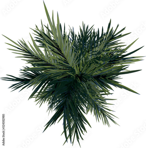 Top view tree   Red Palm tree 3   illustration vector