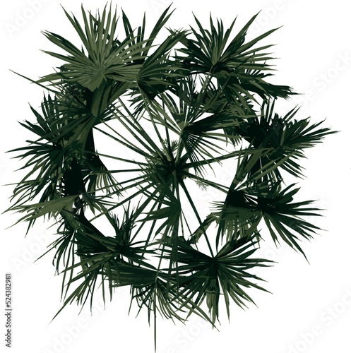 Top view of plant (Palmetto Palm Tree 1) tree illustration vector