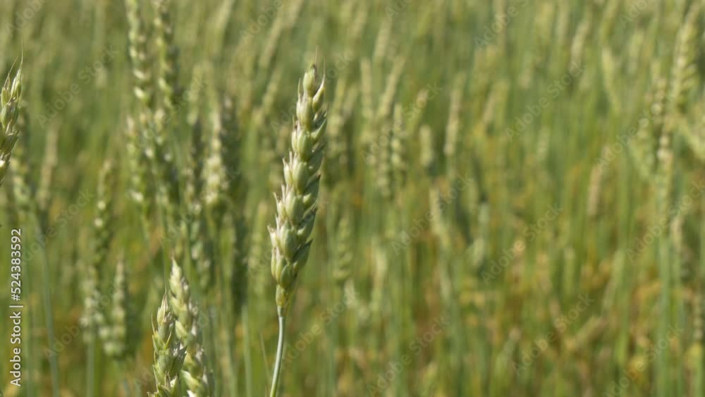 Ripe wheat in the field. Clouse up. Grown wheat before mowing. Ripe wheat in the field. Clouse up. Grown wheat before mowing.