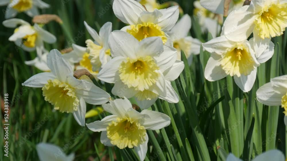 Many beautiful blooming white flowers of daffodils on a green lawn on a sunny spring day Many beautiful blooming white flowers of daffodils on a green lawn on a sunny spring day