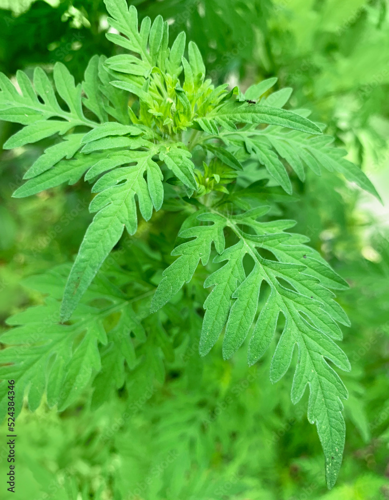 Close-up of an allergenic plant, the Ambrosia artemisiifolia Close-up of an allergenic plant, the Ambrosia artemisiifolia