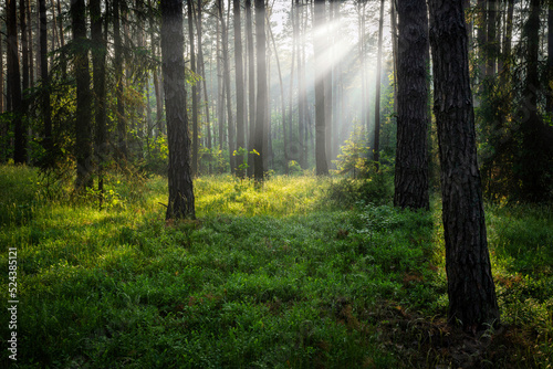 Beautiful sunny morning in green forest