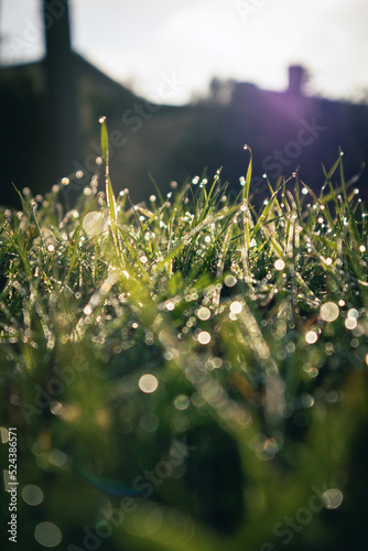 Raindrops on the grass in the sunny morning